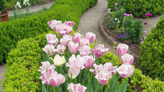 Springtime at the Heyward-Washington Garden